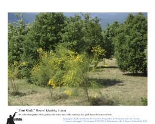 21 - "fiori gialli" di Monsef Khalloki