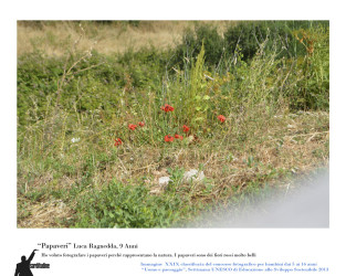 29 - "I papaveri" di Luca ragnedda