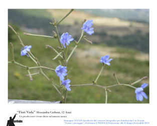 34 - "Fiori viola" di Alessandra Carboni