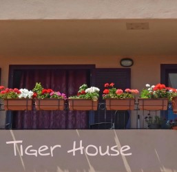 tiger-house
